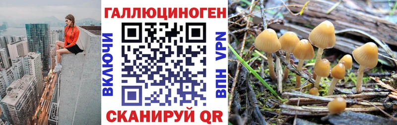 дарк нет какой сайт  mega ССЫЛКА  Шенкурск  Псилоцибиновые грибы мухоморы 